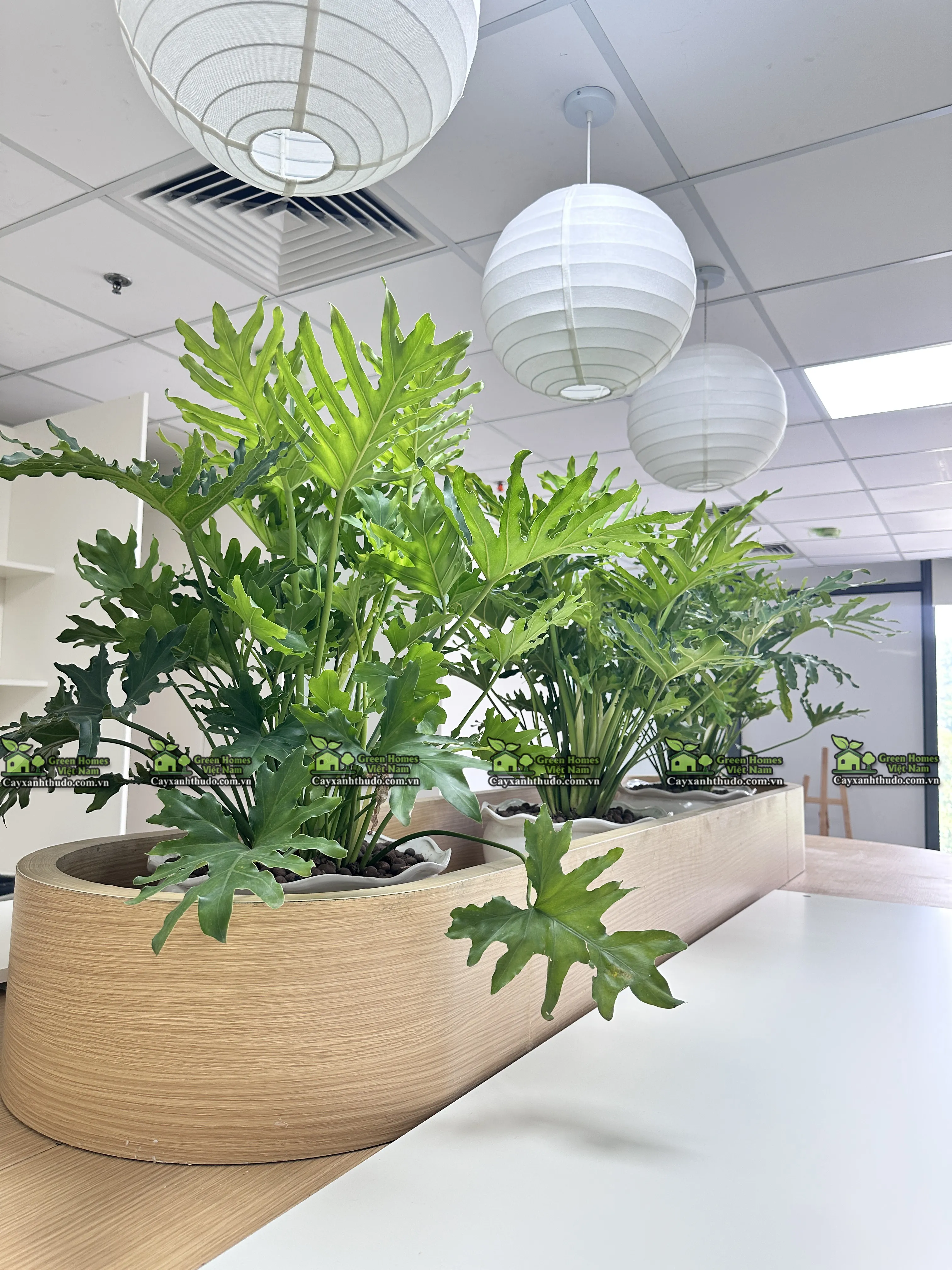 Thuê cây cảnh tại Hà Nội _Green Homes